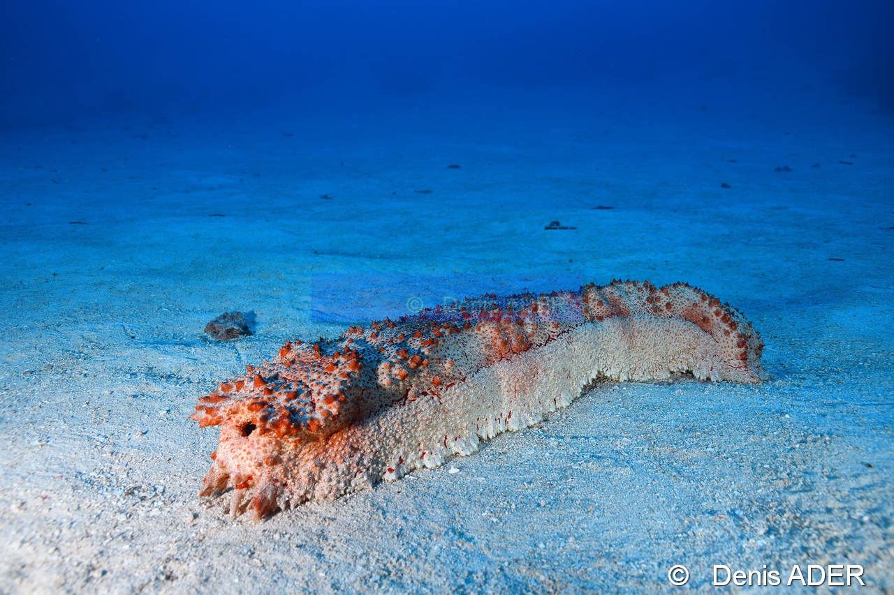 Thelenota anax Holothurie geante-Wakatobi Wangi Island-24m-20180601-Denis-ADER-DSC_2826_tn.jpg